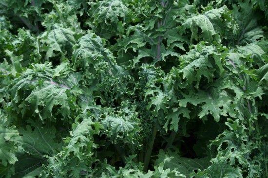 Red Russian Kale