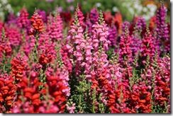 Antirrhinums 