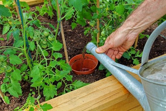 6 Applying liquid tomato fertiliser