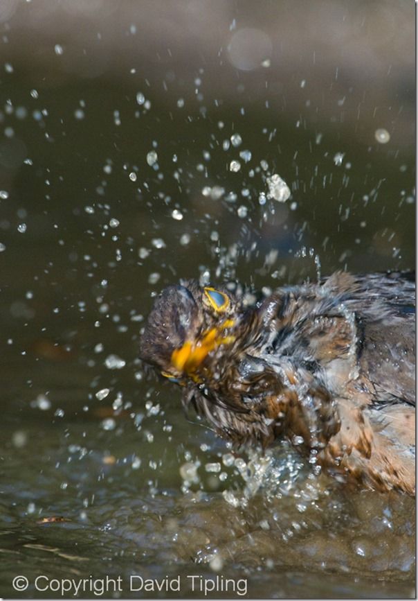 Bird Photography, David Tipling, RSPB, How to Photograph Birds, Garden Birds, Bird Food, perch, feeder, 