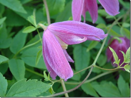 Clematis alpina Constance