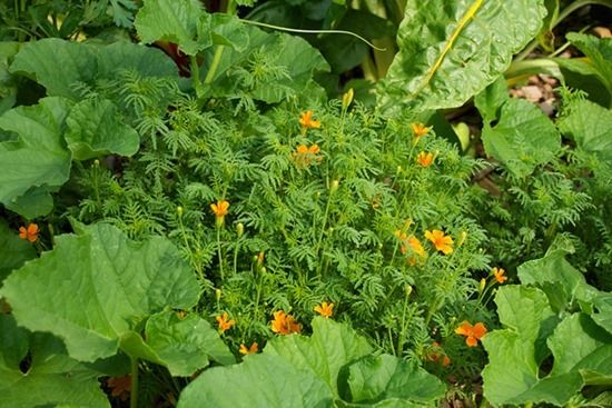 3 Ringelblumen im Gemüsebeet