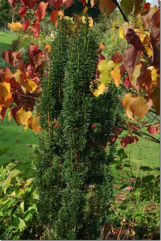 Taxus bnaccata 'Fastigiata'