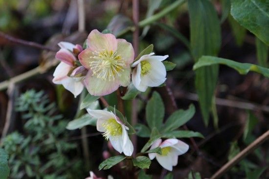 8 Helleborus x ercsmithii