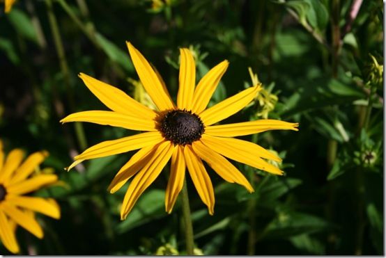 Rudbeckia 'Goldsturm' 4