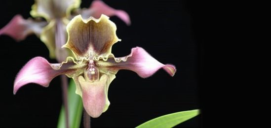 How To Grow & Care For Orchids