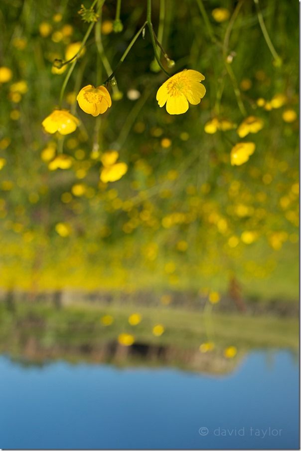 Buttercups growing in a meadow at Walltown recreation site (NY 669659), Northumberland National Park, England, Camera shake, handholding, viewfinfer, upside down, image, photograph, veiwpoint, zone, Photography project, vertical, horizontal, landscape and portrait,