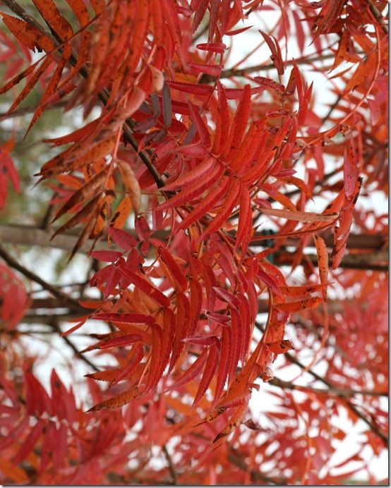 10 Sorbus 'Olympic Flame' 