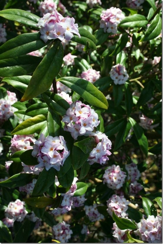 Daphne bholua 'Jacqueline Postill'