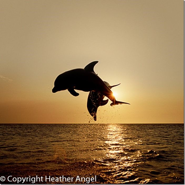 Bottlenose dolphins