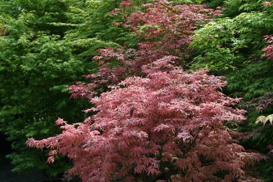 6 Japanese maples (1280x853)