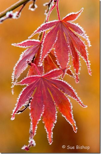 acer leaves with frost