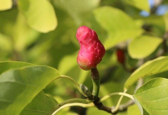 Magnolia acuminata 'Philo'