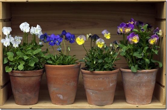 Auricula Style