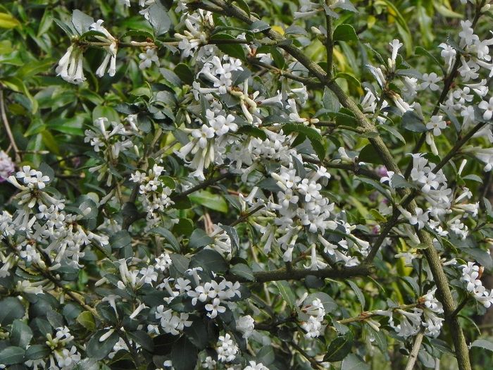 Osmanthus delavayi