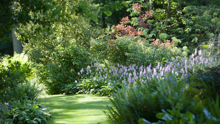 Plants For The Dry Shade Garden Gardening Learning With Experts