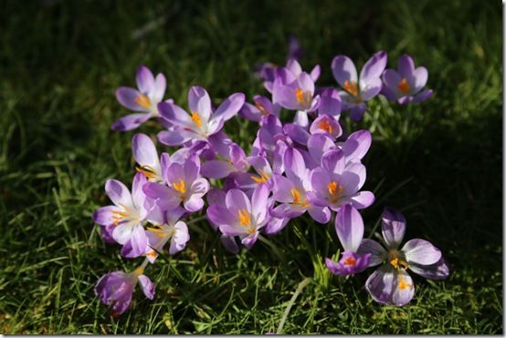 Crocus tommasinianus