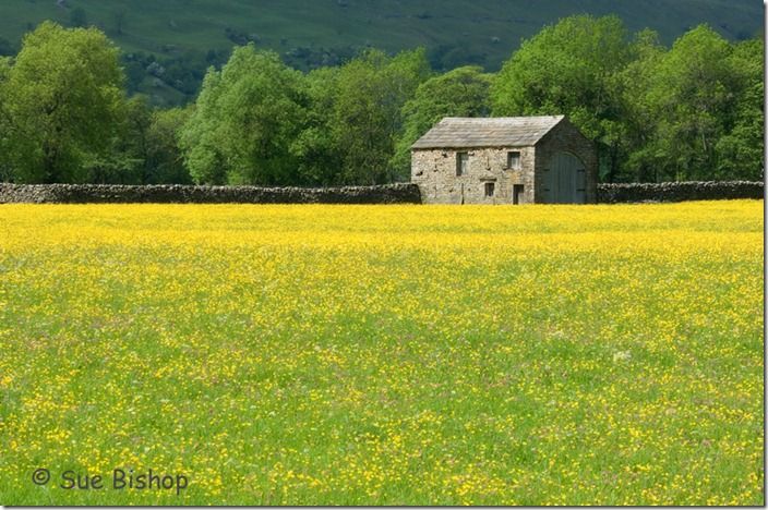 barn and wildflowers