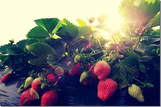 How To Grow Strawberries