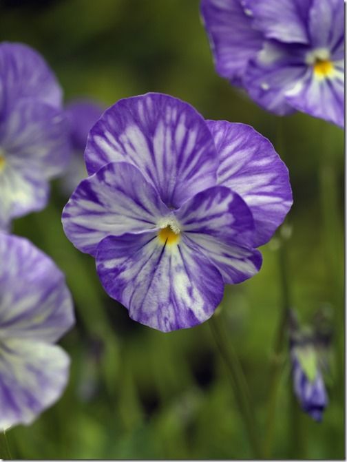 Viola 'Columbine'