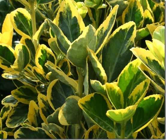 Euonymus japonicus 'Ovatus Aureus'