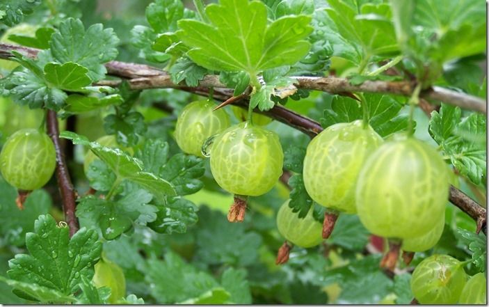 6 Gooseberries