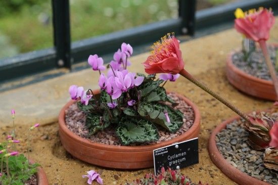 Cyclamen graecum and hyemanthus