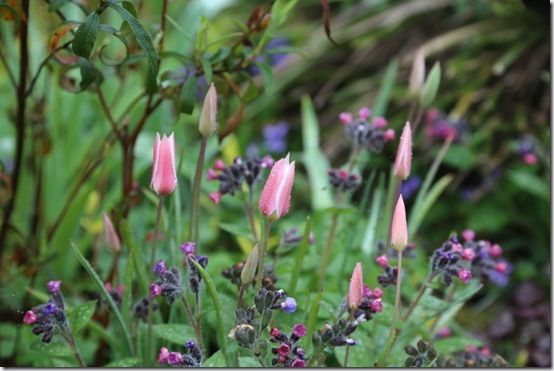 Tulipa clusiana 'Lady Jane'