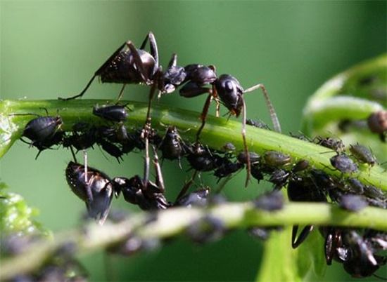 3 Ants and aphids