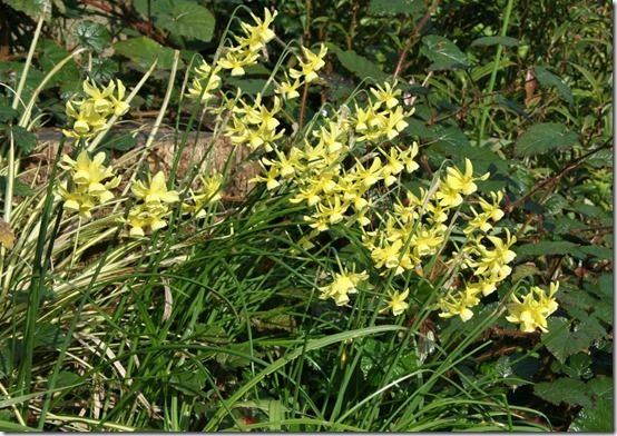 12 Narcissus 'Hawera'