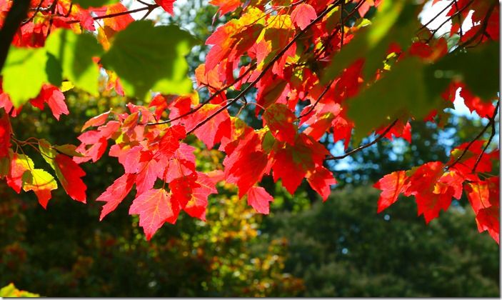 2 Acer rubrum 'Schlesingeri'