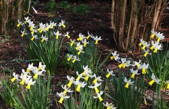 10  Narcissus Trena under shrubs