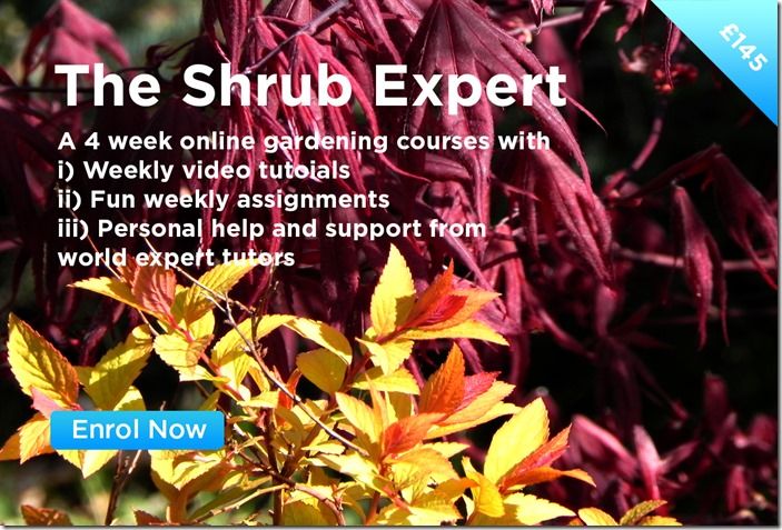 Shrub Expert