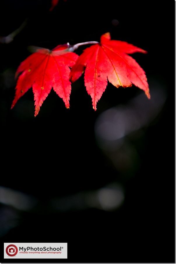 Autumn, clour, Colour, Fall, How to Photograph Autumn Colour, How to Photograph Fall Color, Leaves, tree, trees, Woodlland
