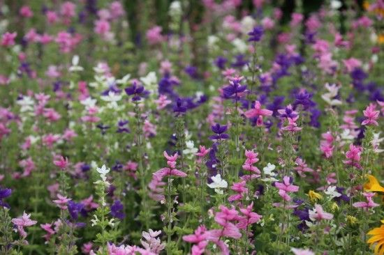 3 Salvia hormium (800x533)