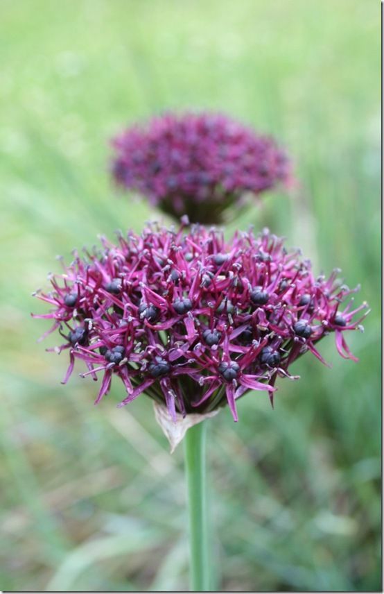 Allium atropurpureum