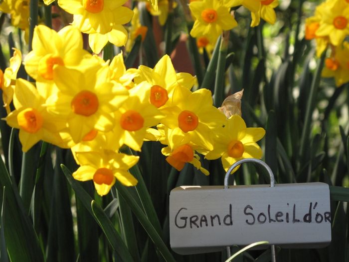 Narcissus 'Soleil d'Or'