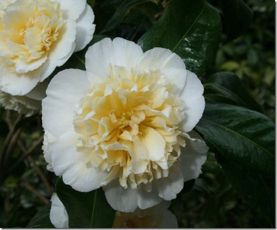 Camellia 'Jury's Yellow'