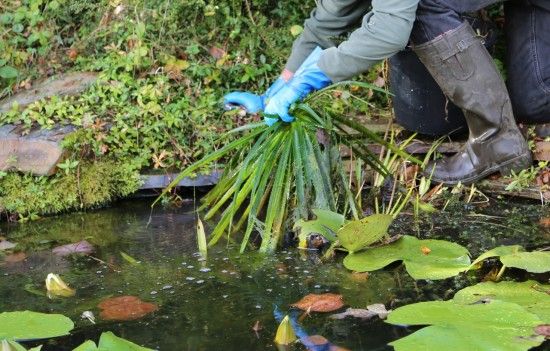 removing water soldier and algae