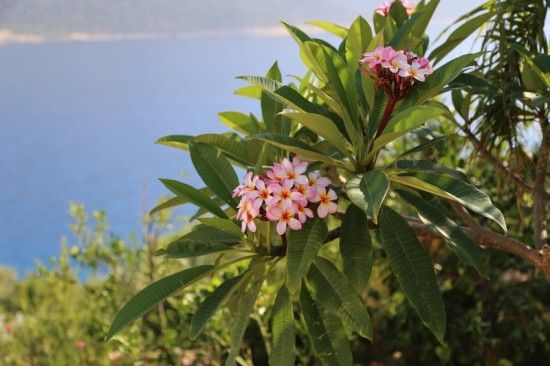 3 Plumeria rubra (800x533)