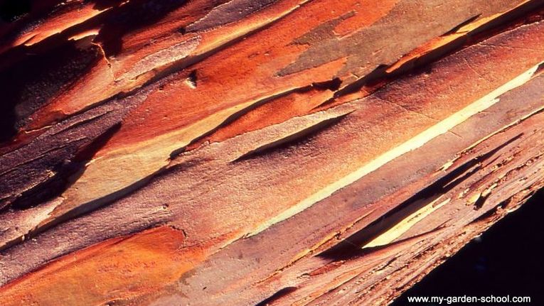 Coolest Tree Bark  The World's Best Gardening Blog