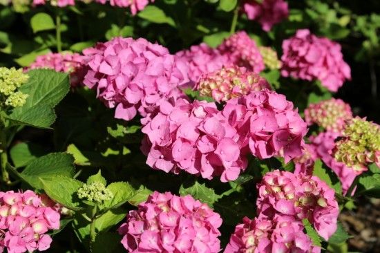 2 Hydrangea macrophylla 'Bela' (800x533)