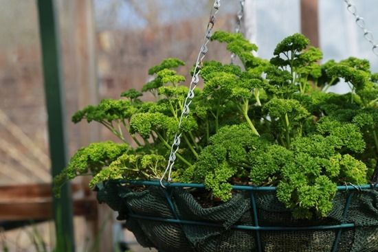 11. Parsley