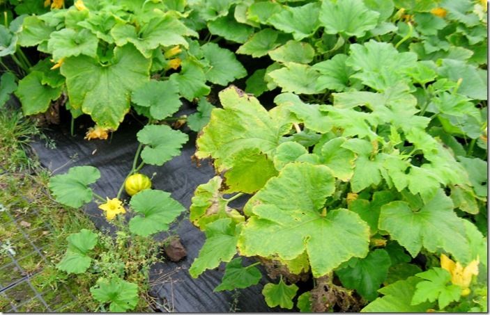 8 Squash growing through polythene (1280x823)