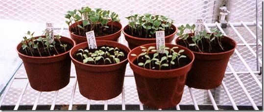 Seed Sowing, germination, proagation, How to Sow Seeds, Sowing Seeds, crocks, Pricking out, Windowsill propagation, 