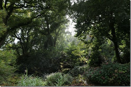 2. Jungle trees 