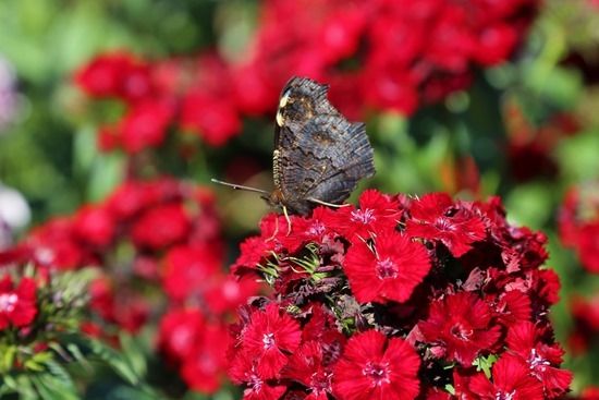 6 Butterfly on dianthus (1280x855)