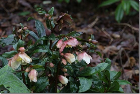 wet hellebore