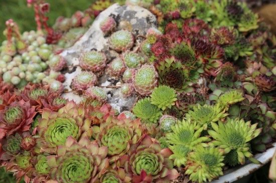 A tapestry of sempervivums