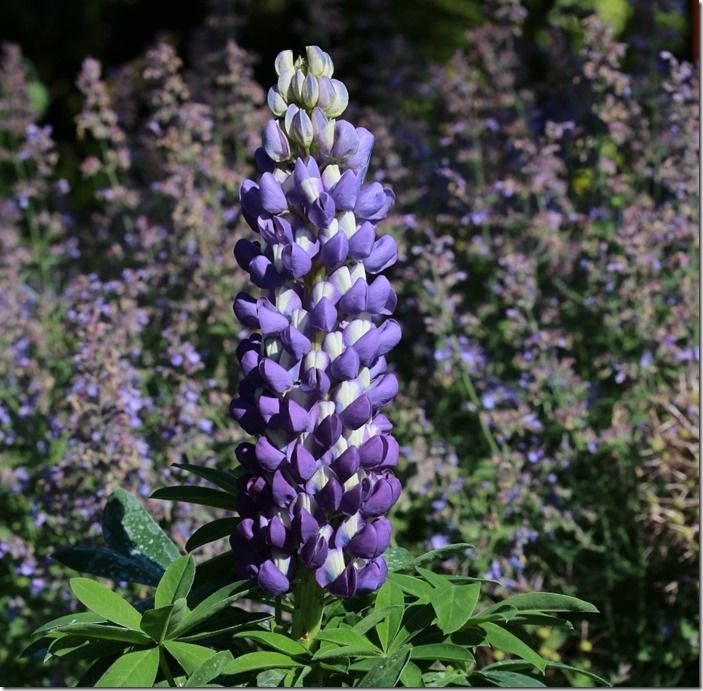 6 Lupinus 'Persian Slipper' 3